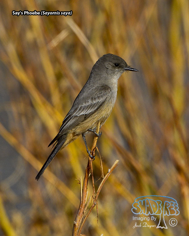 Say's Phoebe - Sayornis saya