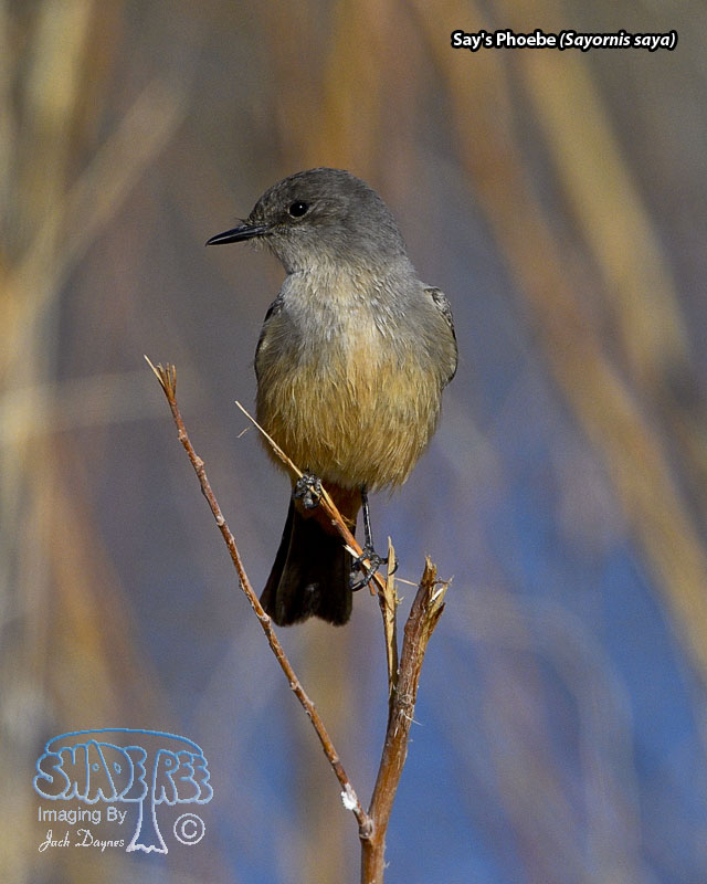 Say's Phoebe - Sayornis saya