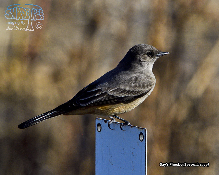 Say's Phoebe - Sayornis saya
