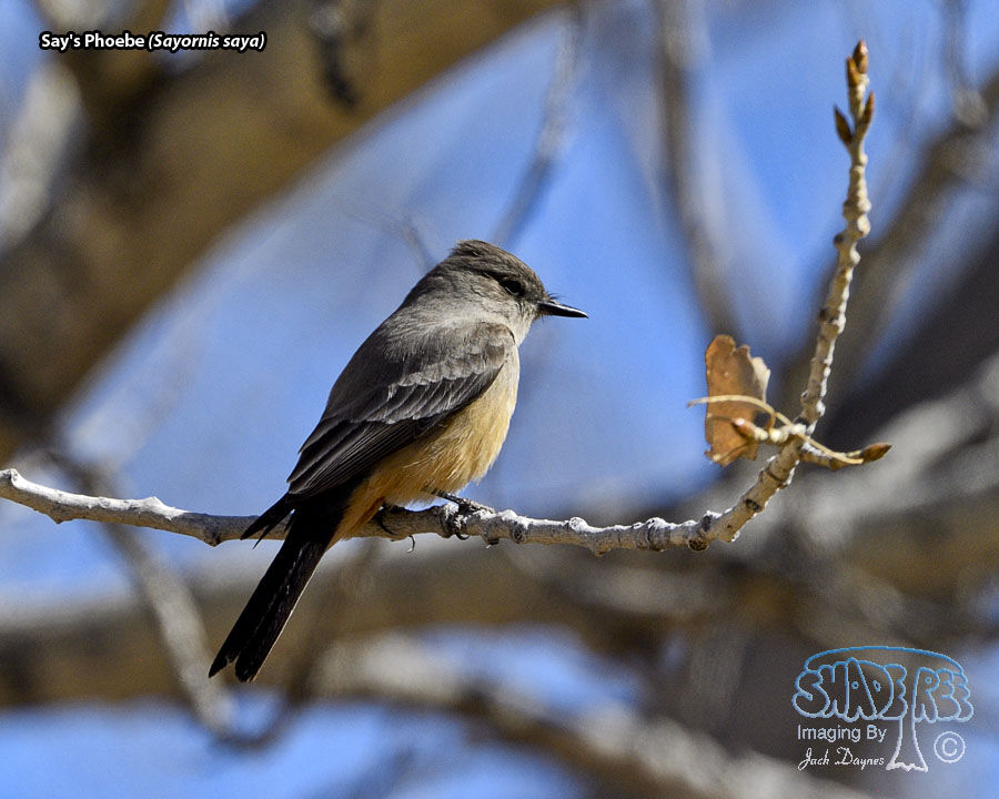 Say's Phoebe - Sayornis saya