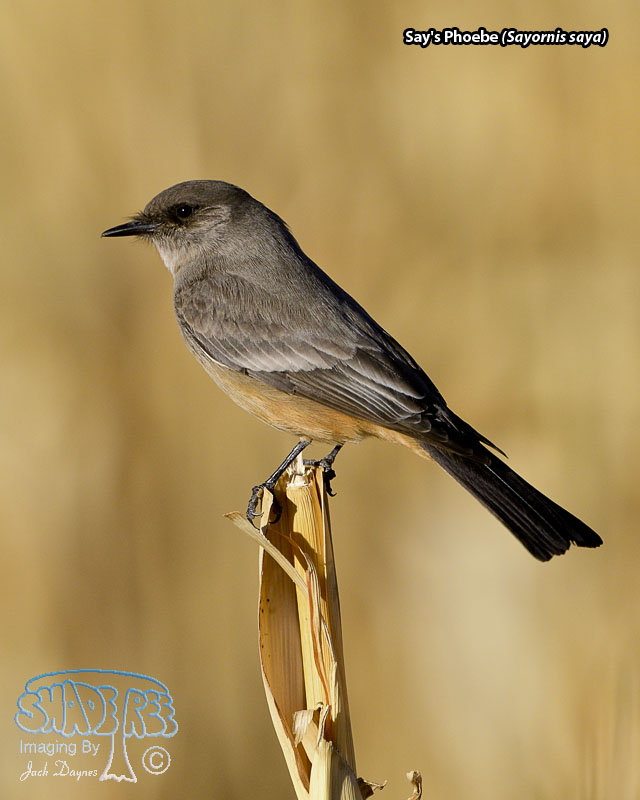 Say's Phoebe - Sayornis saya