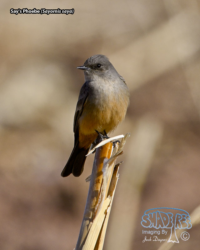 Say's Phoebe - Sayornis saya