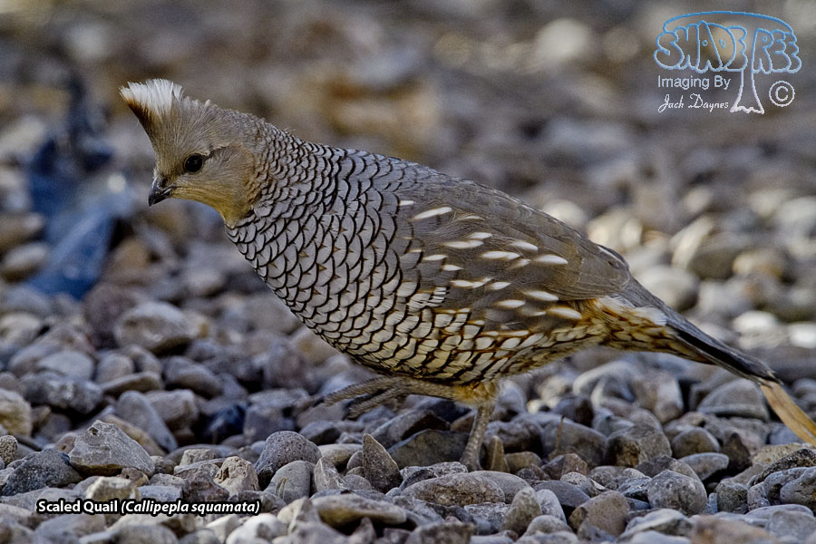 Scaled Quail - Callipepla squamata