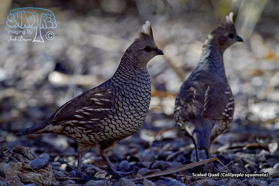 Scaled Quail - Callipepla squamata