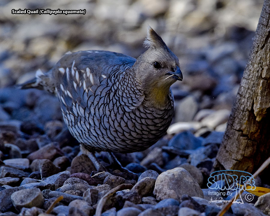 Scaled Quail - Callipepla squamata