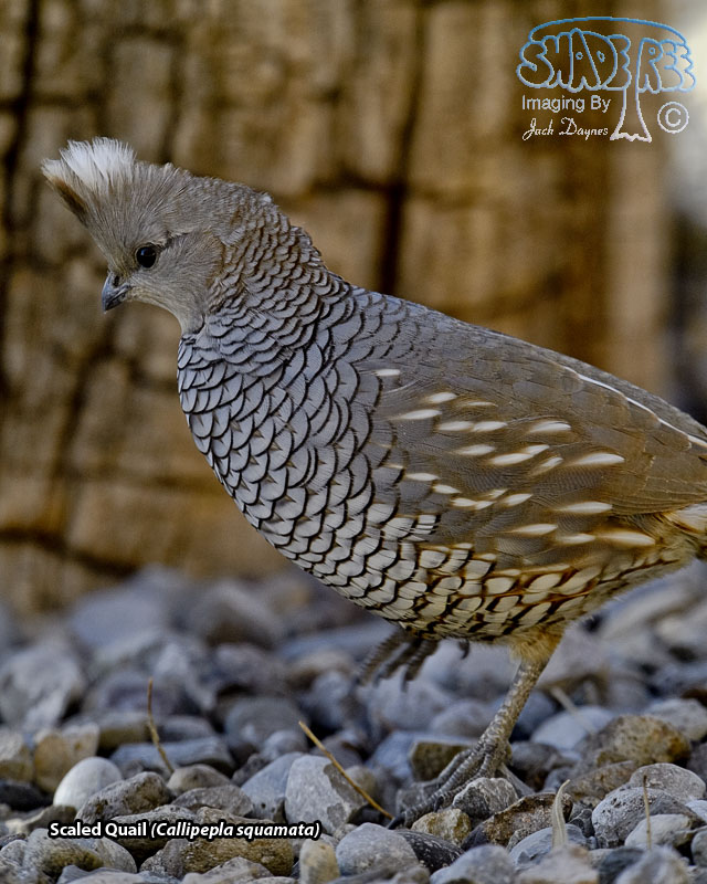 Scaled Quail - Callipepla squamata