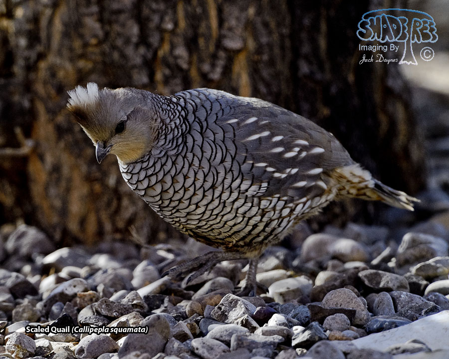 Scaled Quail - Callipepla squamata