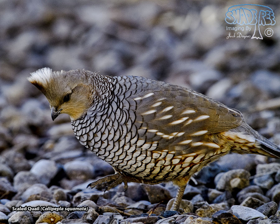 Scaled Quail - Callipepla squamata