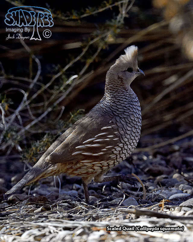 Scaled Quail - Callipepla squamata
