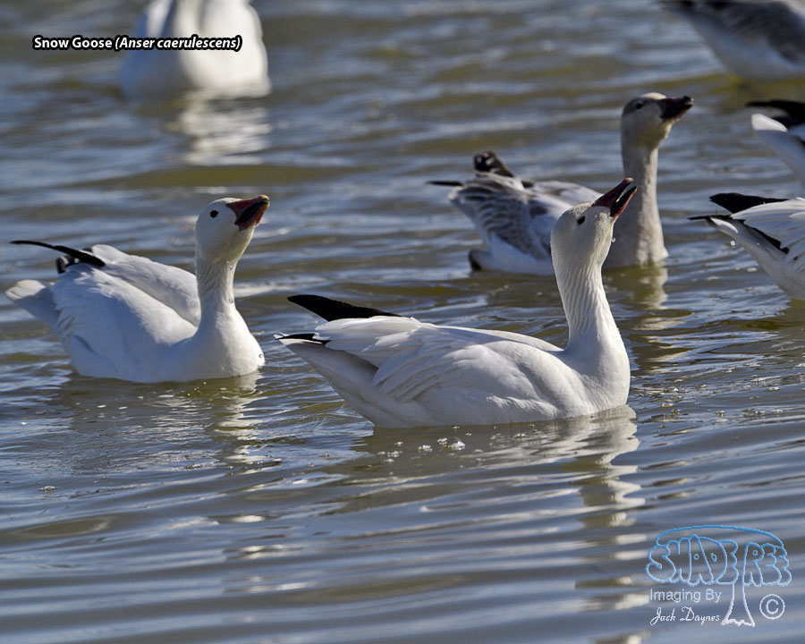 Snow Goose - Anser caerulescens