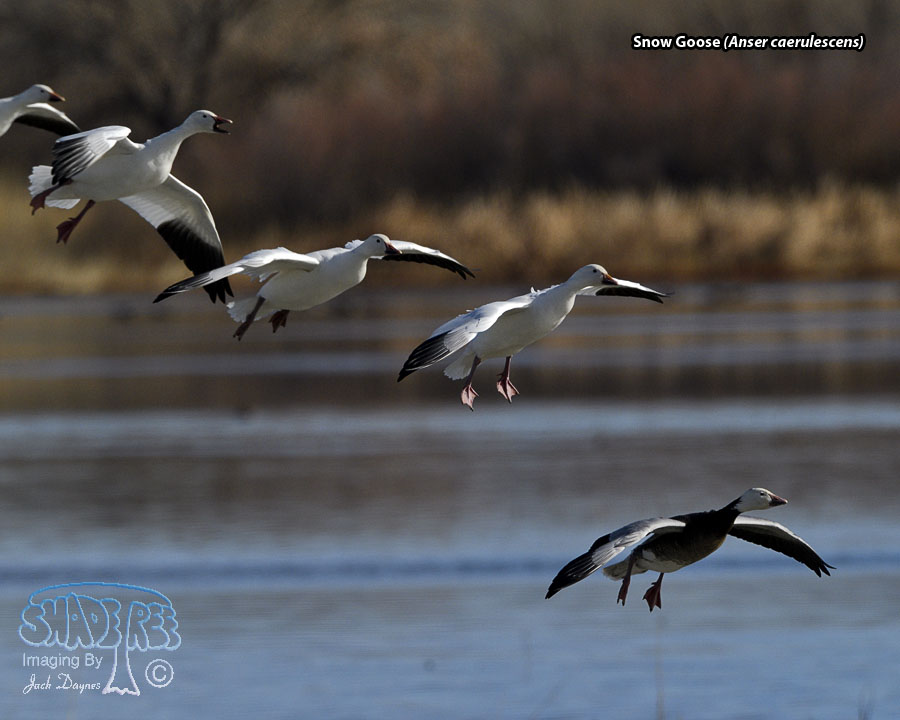 Snow Goose - Anser caerulescens