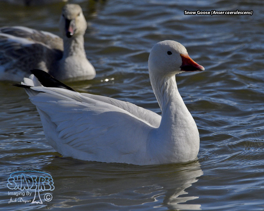 Snow Goose - Anser caerulescens