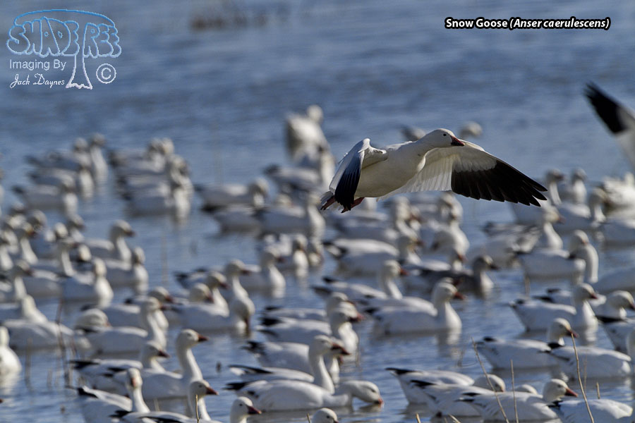 Snow Goose - Anser caerulescens