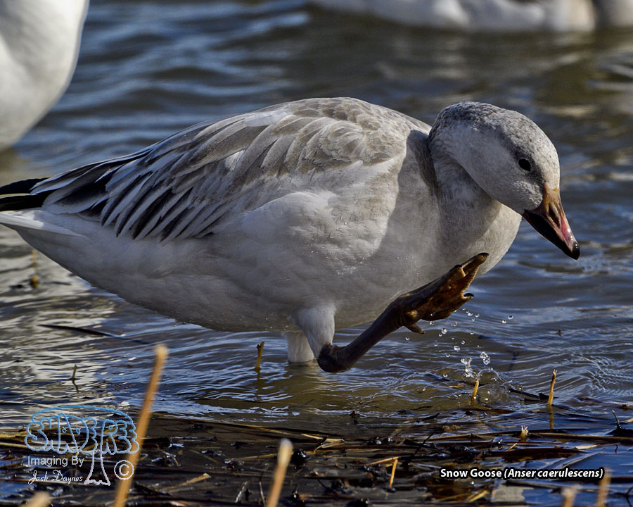 Snow Goose - Anser caerulescens