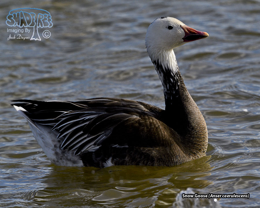 Snow Goose - Anser caerulescens