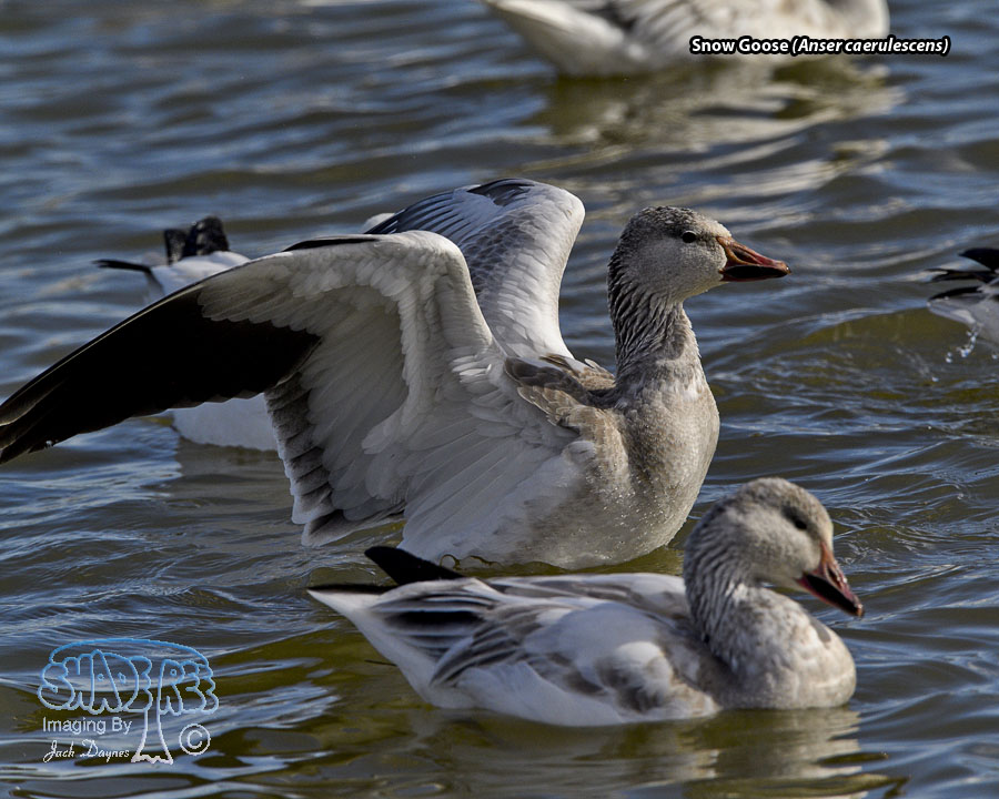 Snow Goose - Anser caerulescens