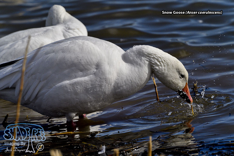 Snow Goose - Anser caerulescens