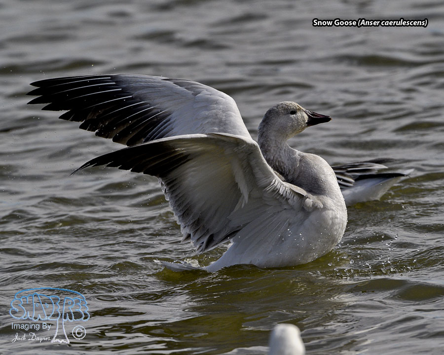 Snow Goose - Anser caerulescens