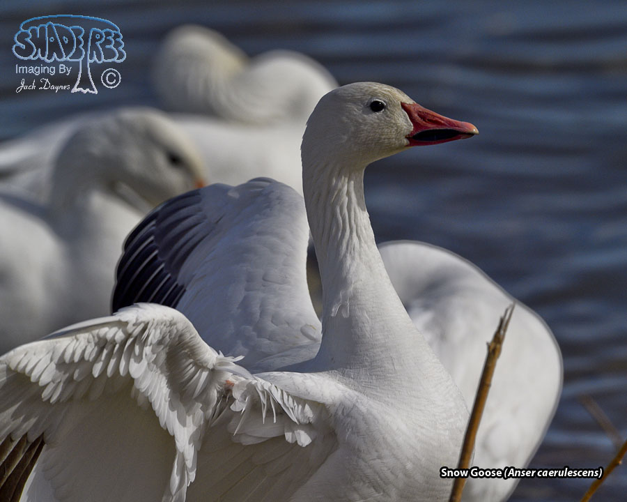 Snow Goose - Anser caerulescens