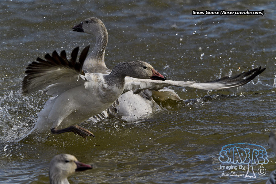 Snow Goose - Anser caerulescens
