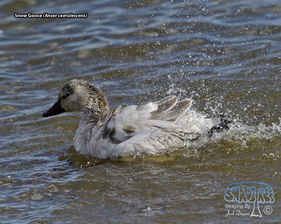 Snow Goose - Anser caerulescens