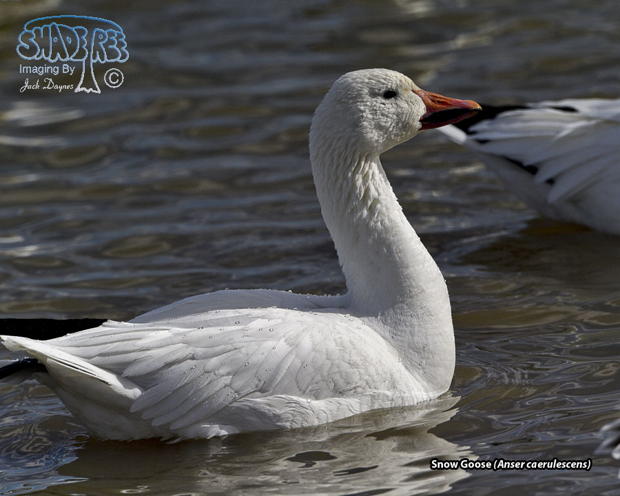 Snow Goose - Anser caerulescens