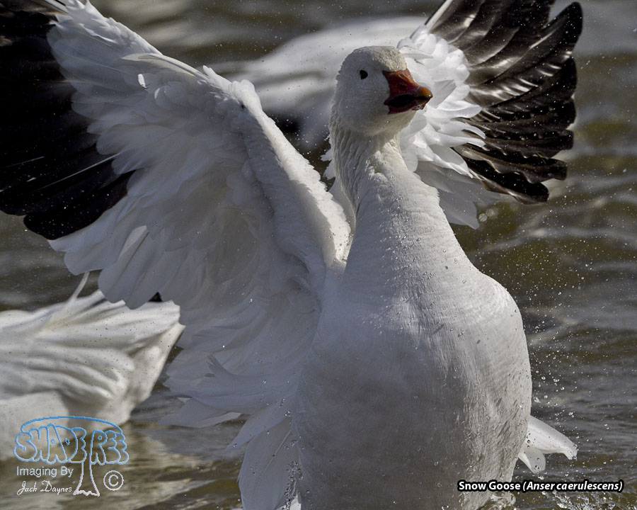 Snow Goose - Anser caerulescens