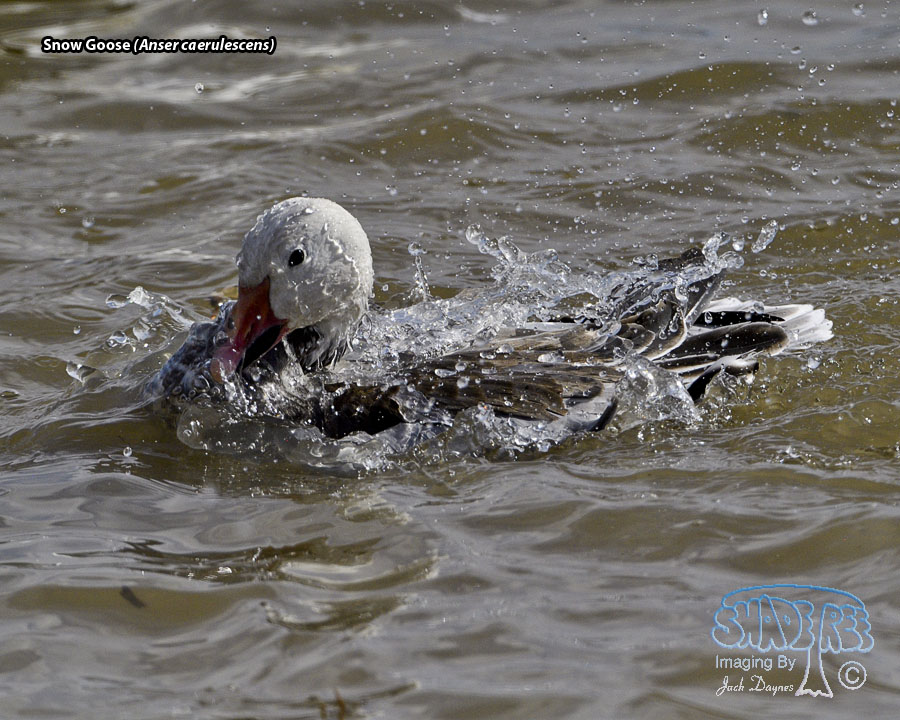 Snow Goose - Anser caerulescens
