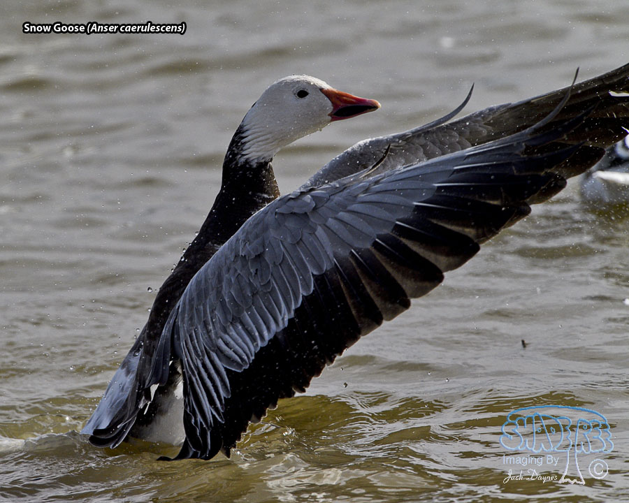 Snow Goose - Anser caerulescens
