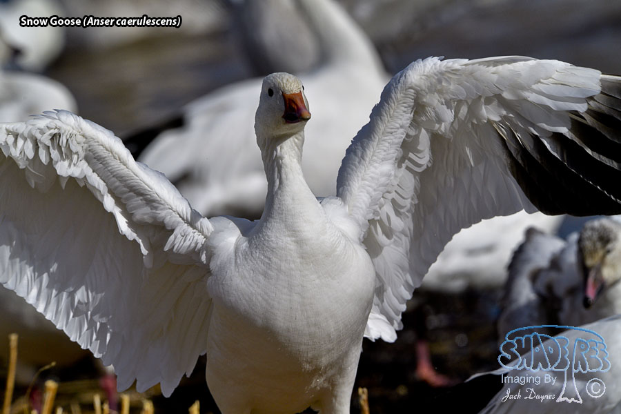 Snow Goose - Anser caerulescens
