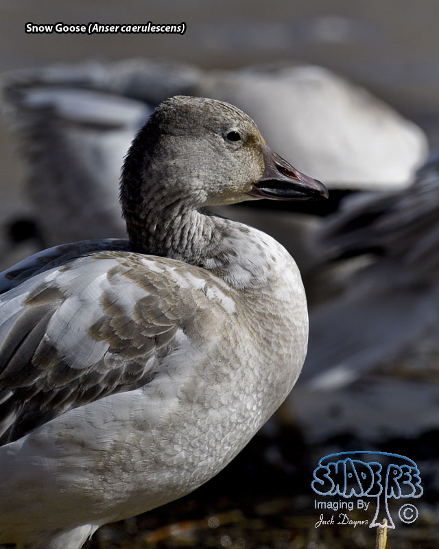 Snow Goose - Anser caerulescens