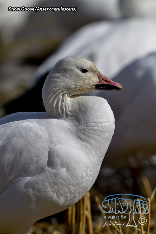 Snow Goose - Anser caerulescens