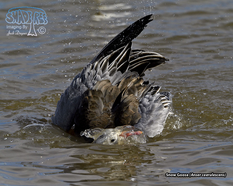 Snow Goose - Anser caerulescens