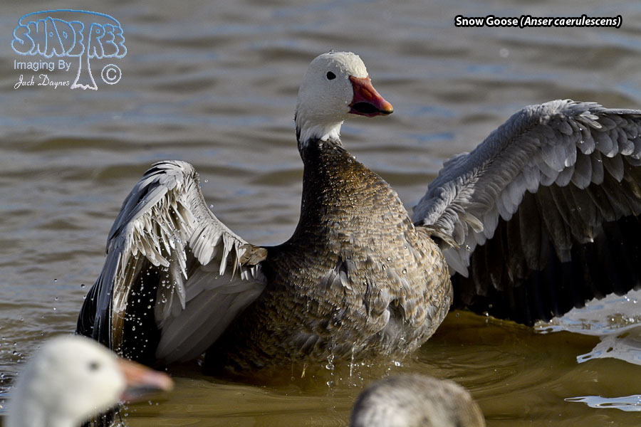 Snow Goose - Anser caerulescens