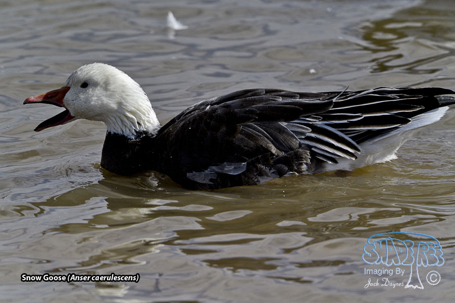 Snow Goose - Anser caerulescens