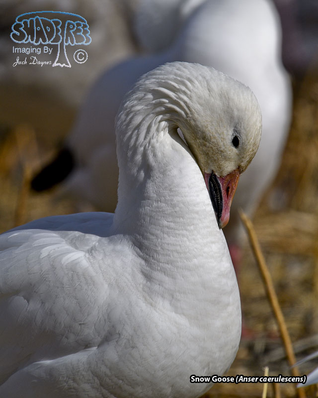 Snow Goose - Anser caerulescens