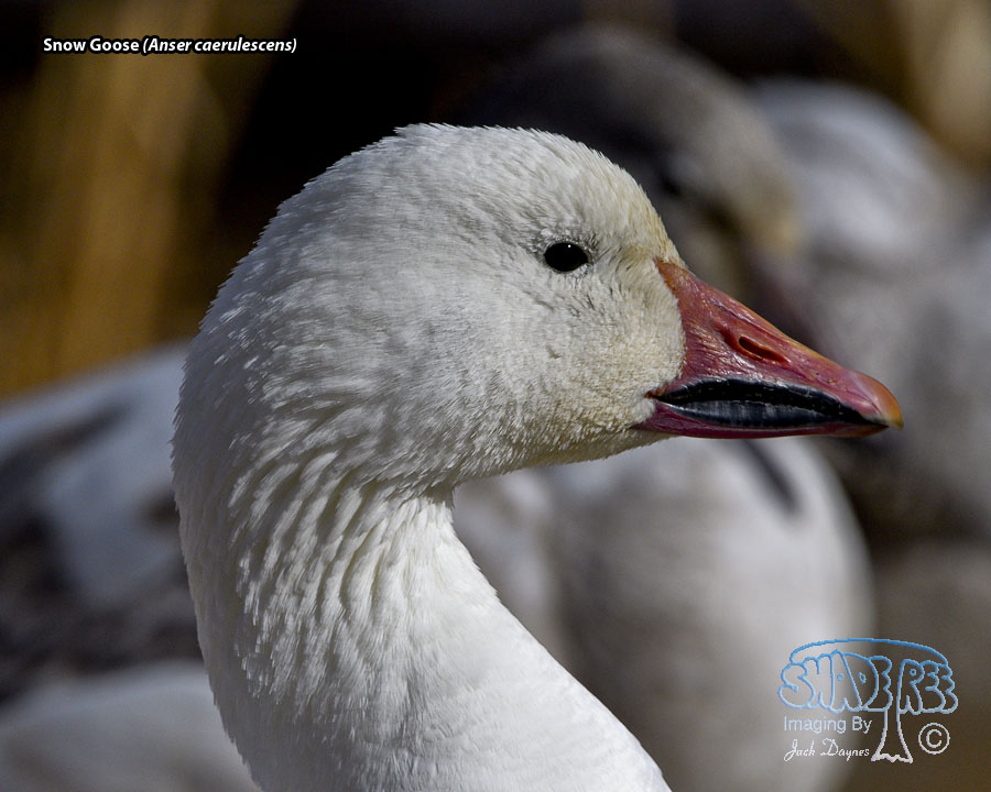 Snow Goose - Anser caerulescens
