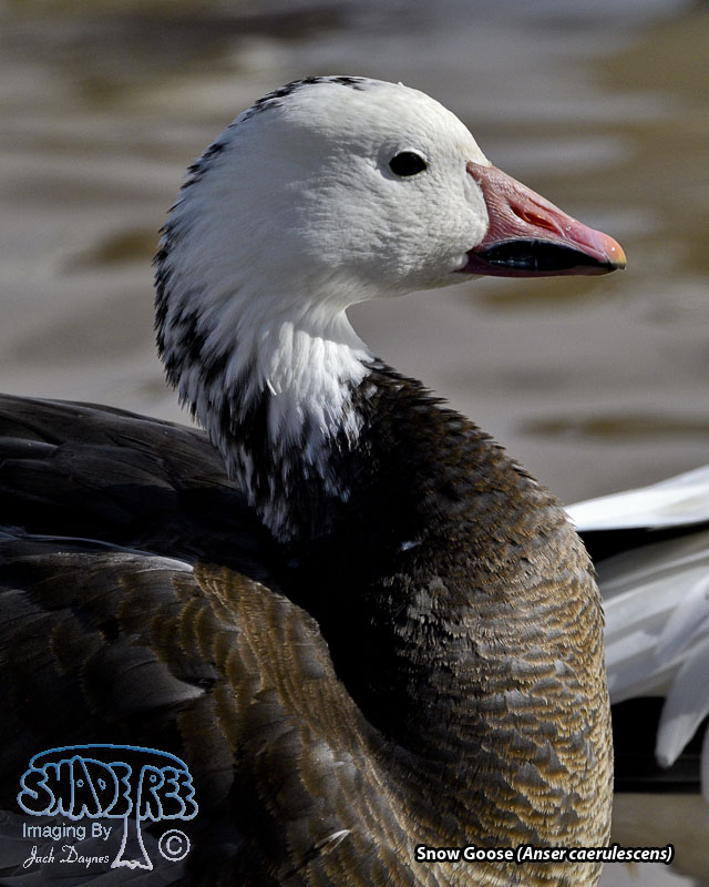 Snow Goose - Anser caerulescens