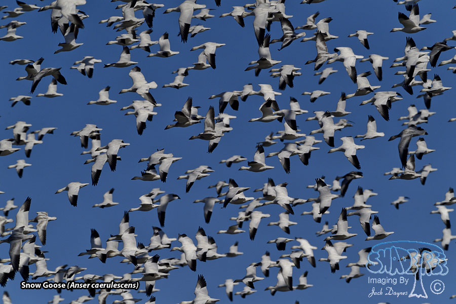Snow Goose - Anser caerulescens