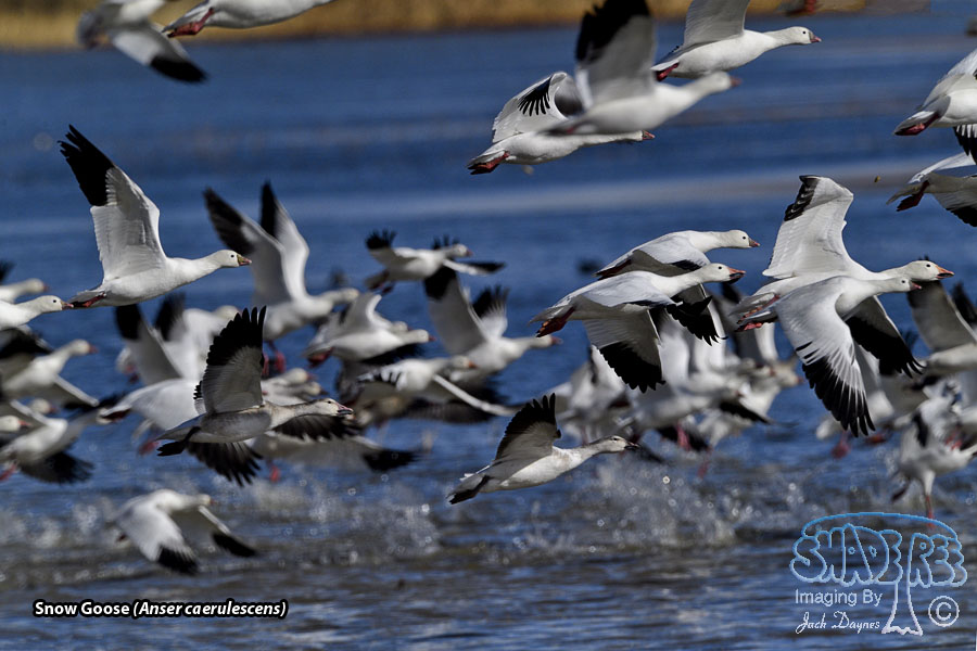 Snow Goose - Anser caerulescens