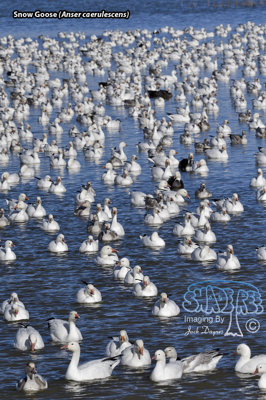 Snow Goose - Anser caerulescens
