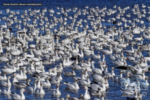Memories of Bosque del Apache