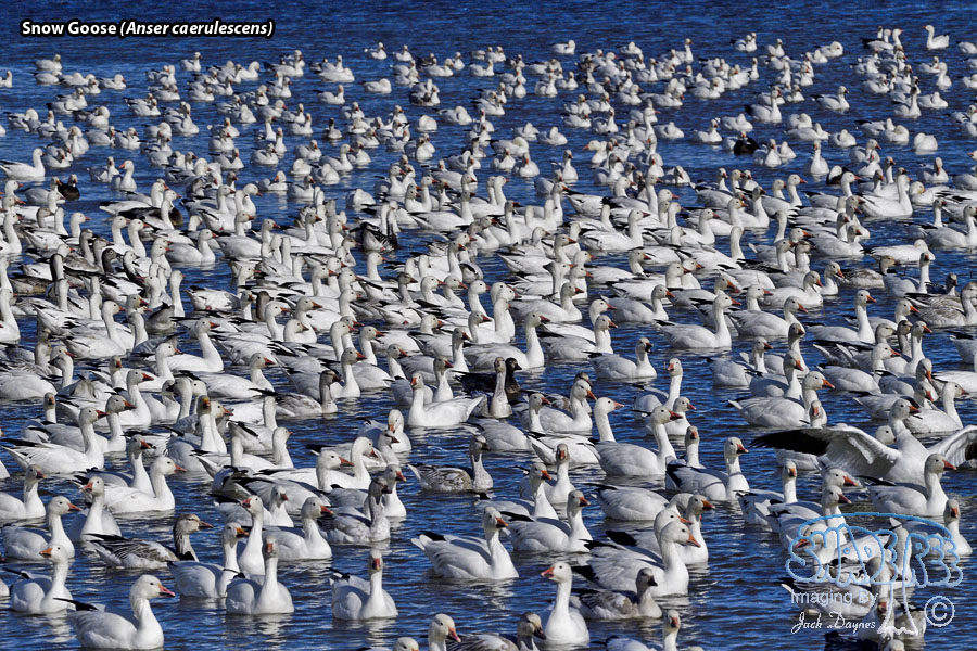 Snow Goose - Anser caerulescens