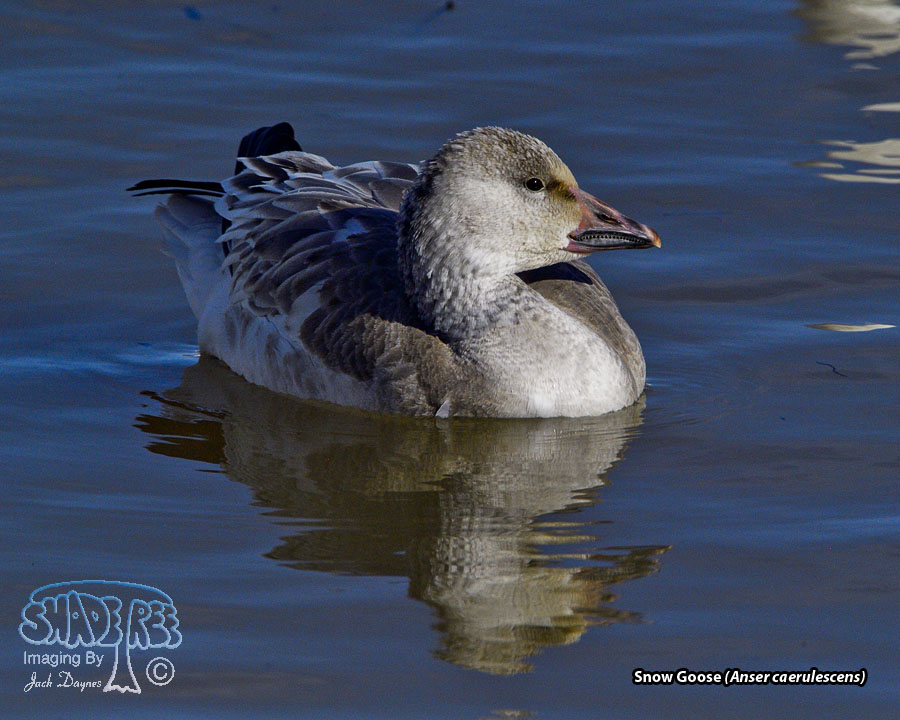 Snow Goose - Anser caerulescens
