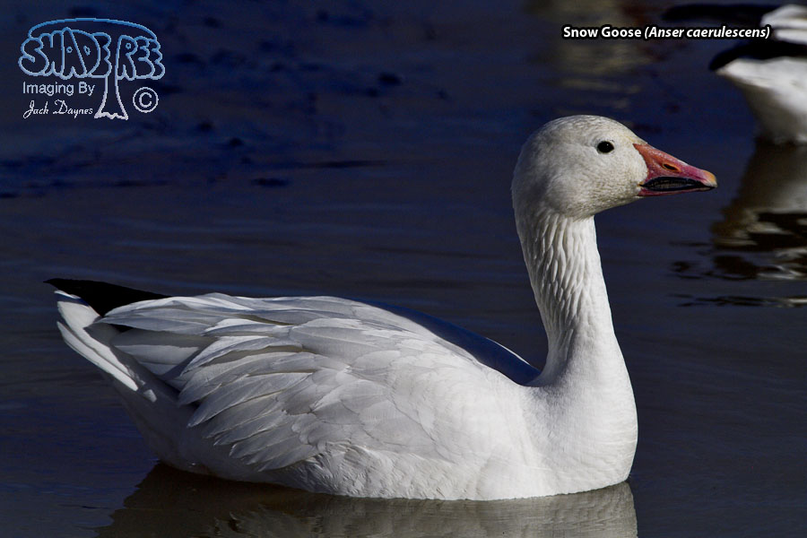 Snow Goose - Anser caerulescens