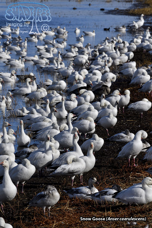 Snow Goose - Anser caerulescens