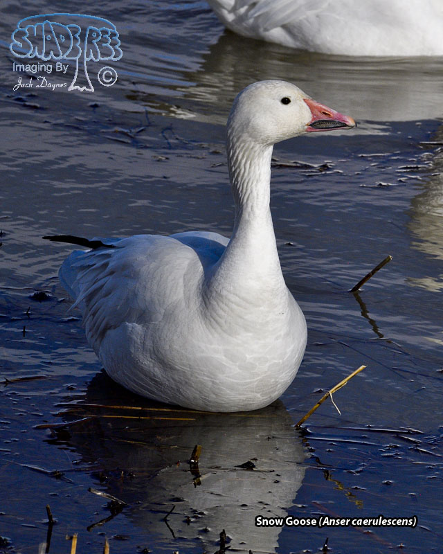Snow Goose - Anser caerulescens