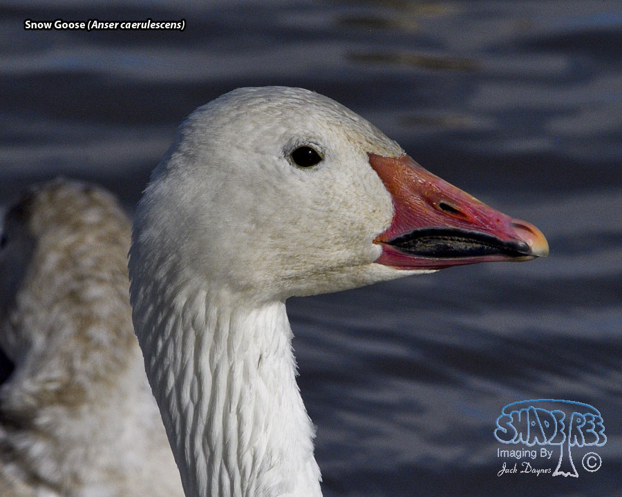 Snow Goose - Anser caerulescens