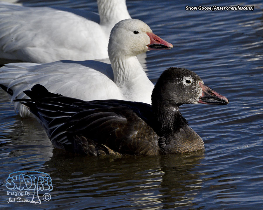 Snow Goose - Anser caerulescens
