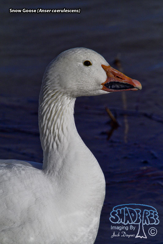 Snow Goose - Anser caerulescens